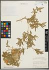 Foto von Salix pycnostachya Andersson